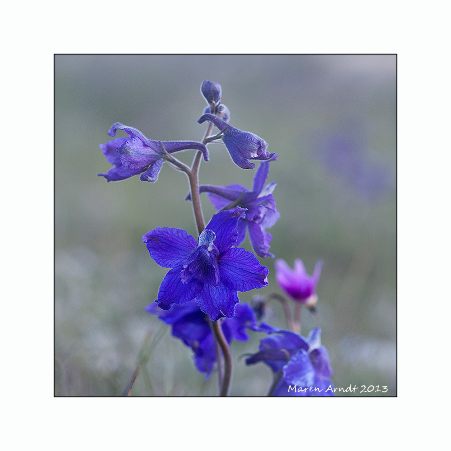 Larkspur - wilder Rittersporn