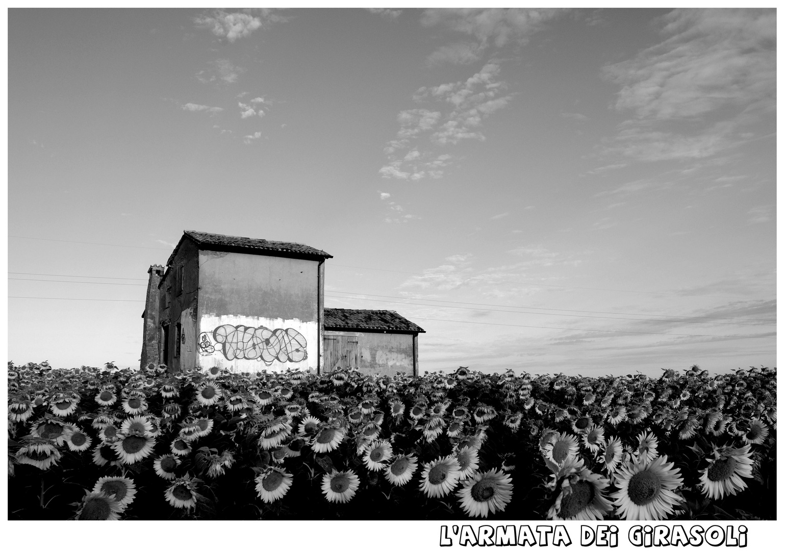 l'Armata dei Girasoli