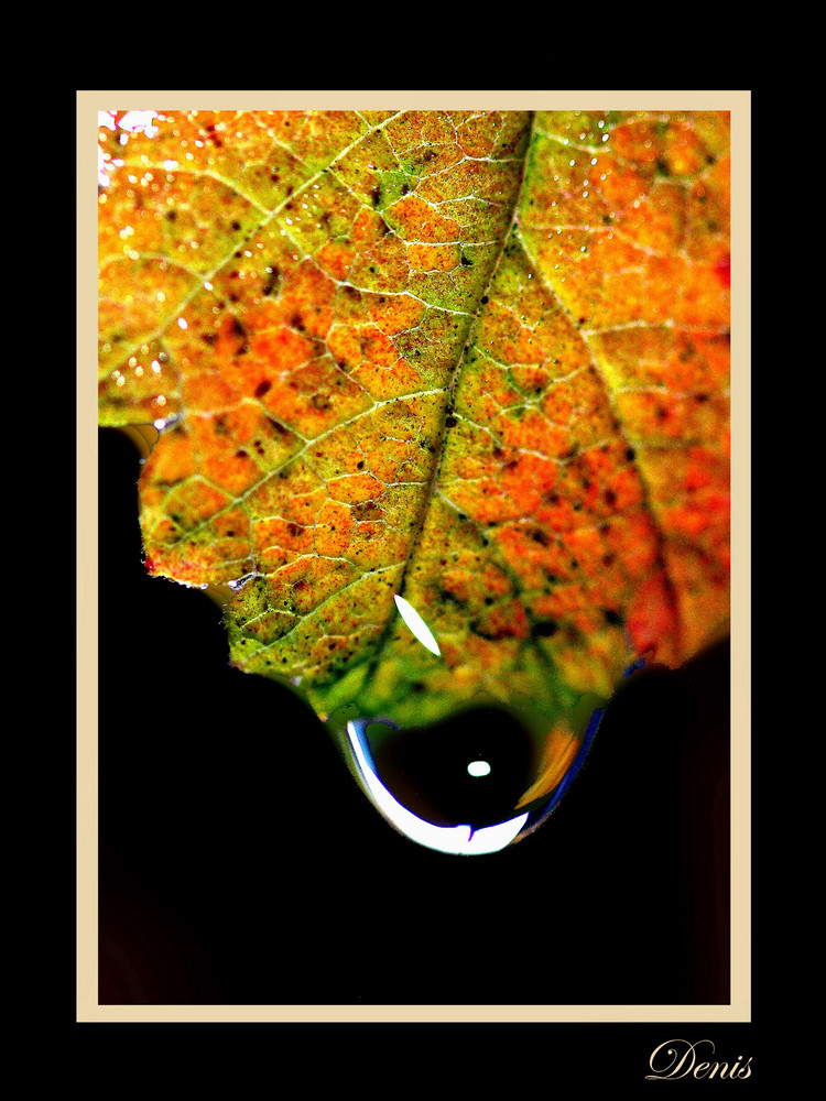 Larme de feuille en automne