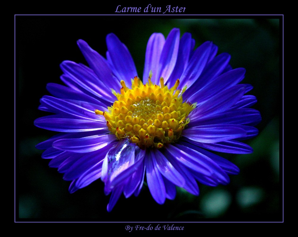 Larme d'un Aster