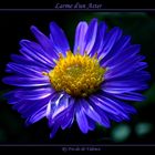 Larme d'un Aster