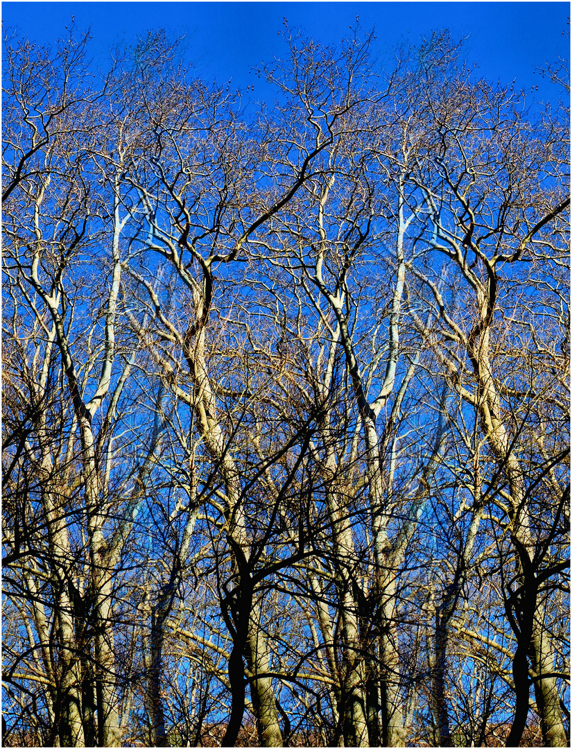 L'armée des arbres