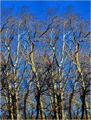 L'armée des arbres