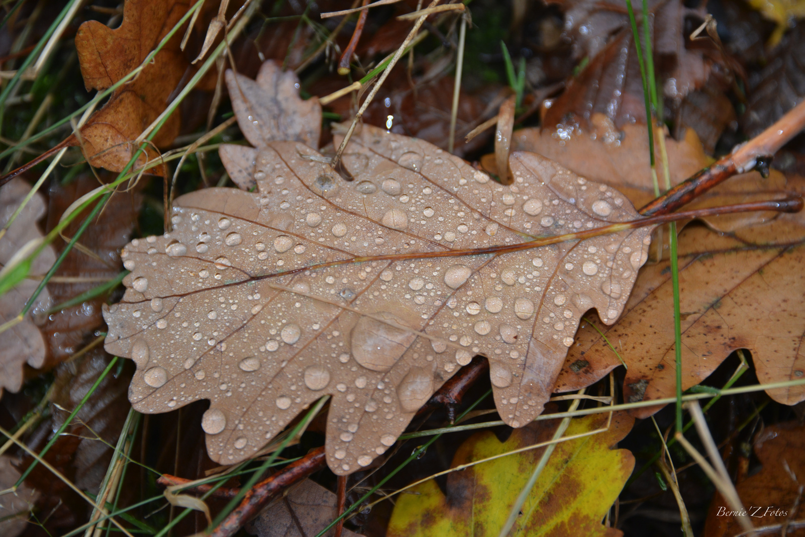 Larmes d'automne