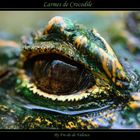 Larmes de crocodiles