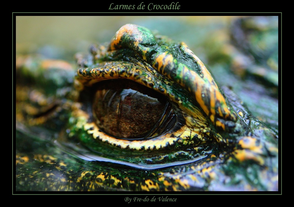 Larmes de crocodiles