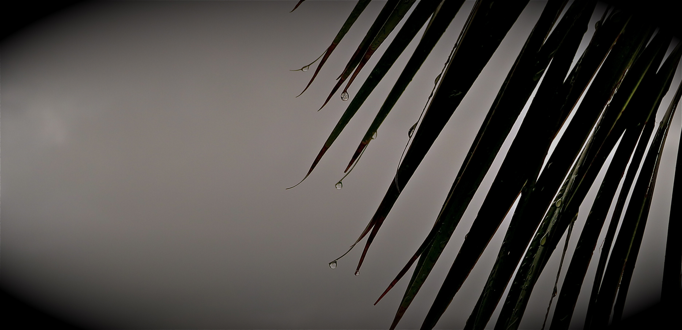Larmes de palmier