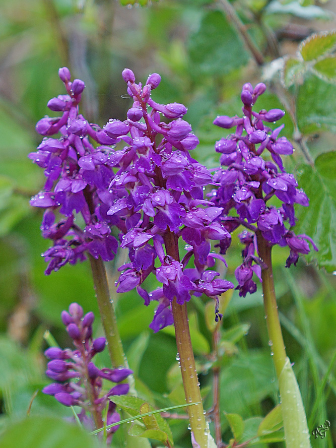 Larmes d'orchidées ....