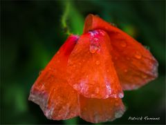 larmes et fin du coquelicot