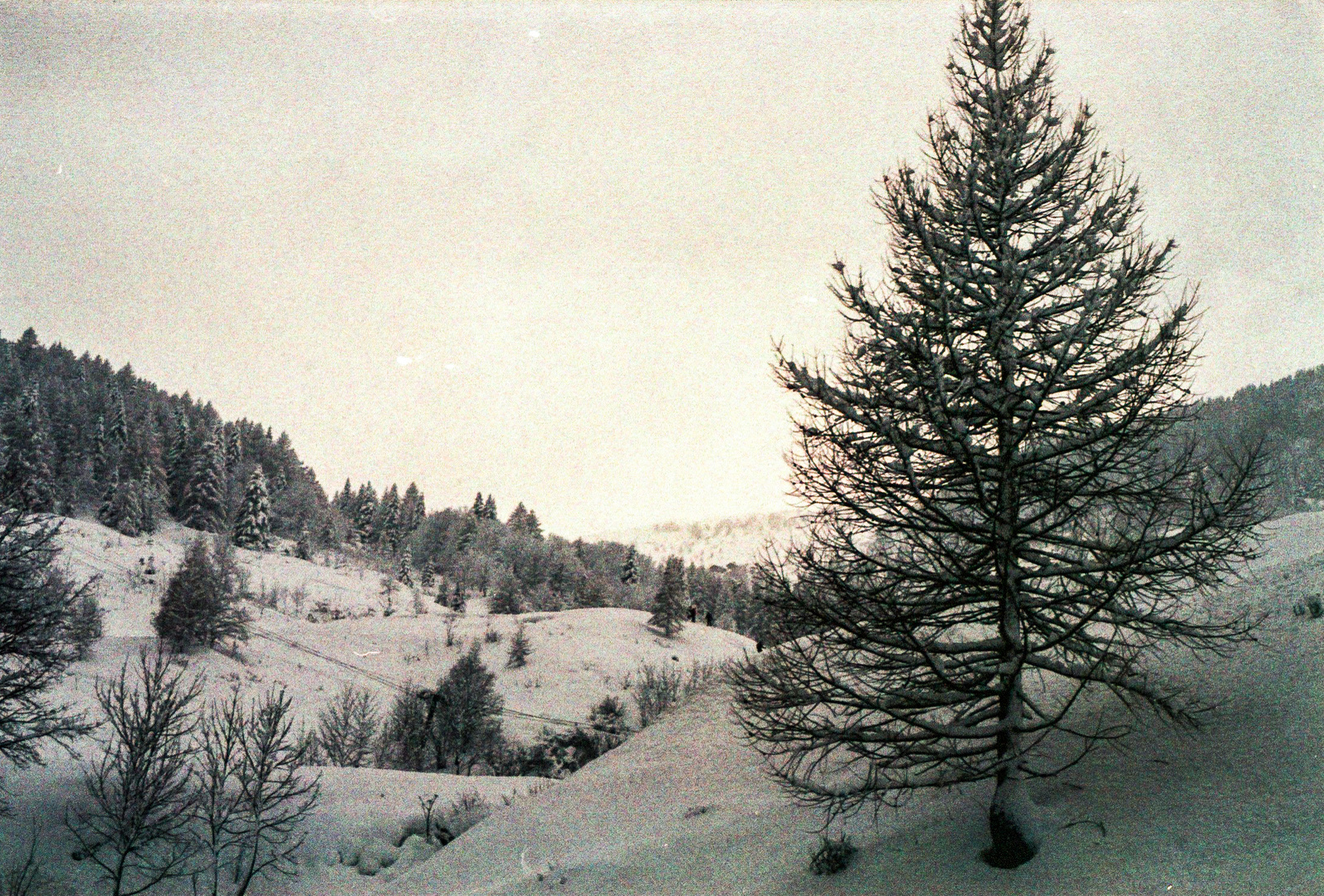 L'armonia naturale 