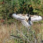 L'Arrivé de la buse Variable