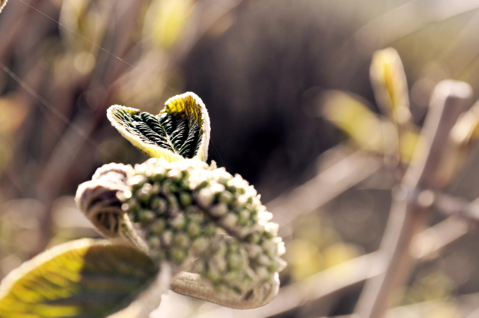 L'arrivée du printemps