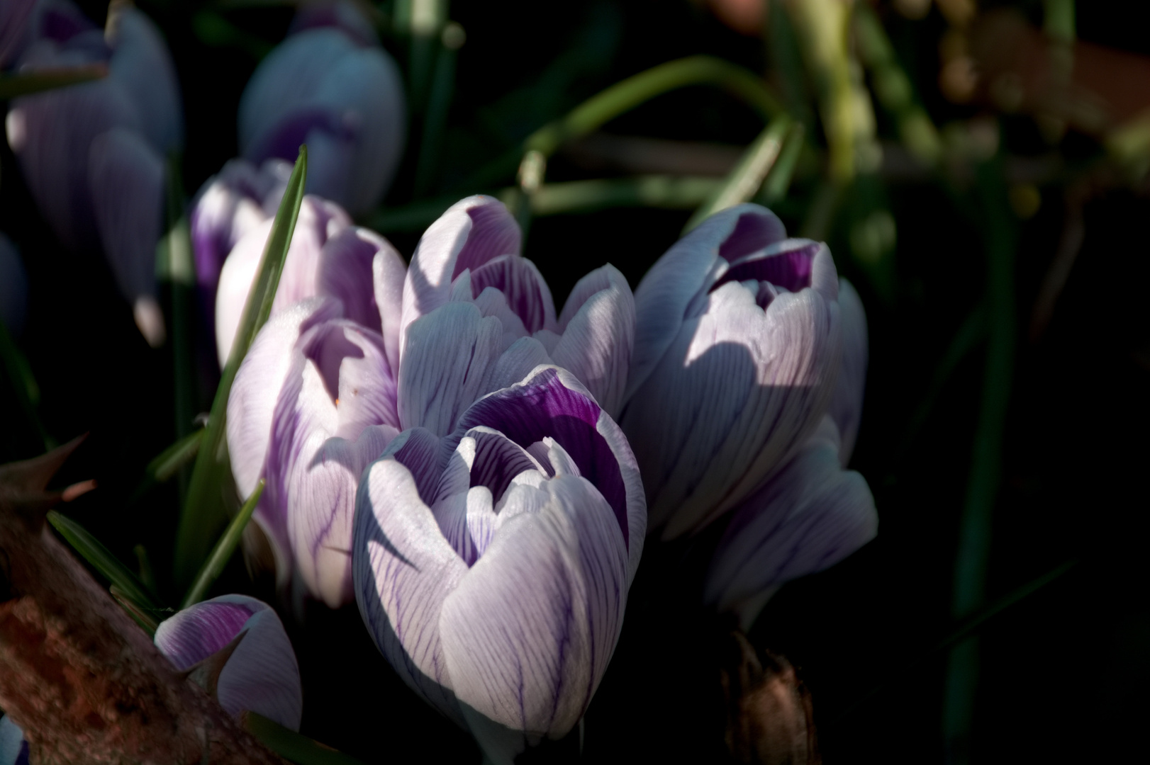 L'arrivée du printemps