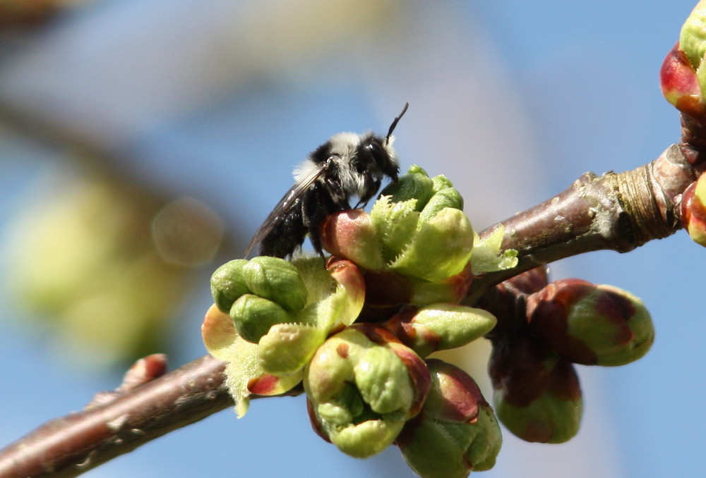 L'arrivée du printemps