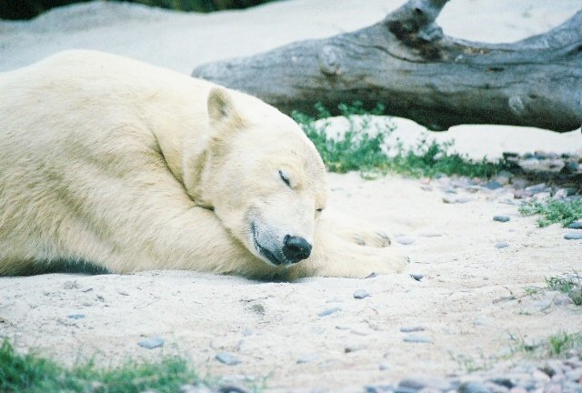 Lars der Eisbär 1