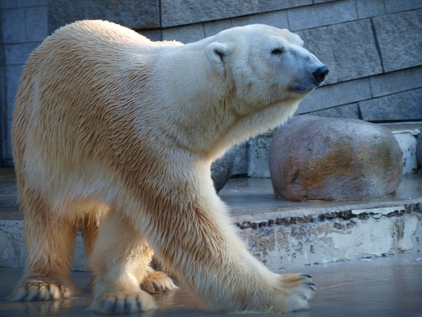 Lars der Eisbär