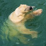 Lars der Eisbär beim Mittagessen