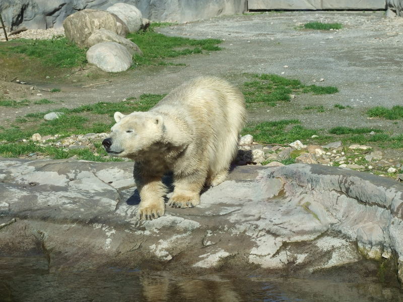 "Lars" der kleine Eisbär