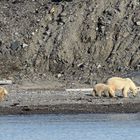 Lars der kleine Eisbär mit Geschwisterchen und Mutter