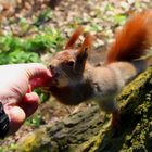 Lars mit Hörnchen :) - Eichhörnchen 