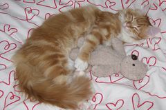 Lars mit Teddy