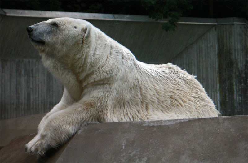 Lars...der "kleine" Eisbär