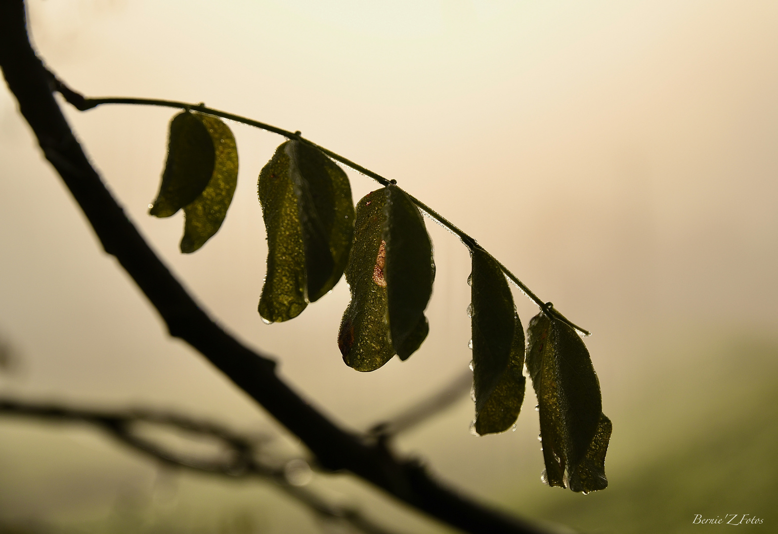 L'art dans la brume