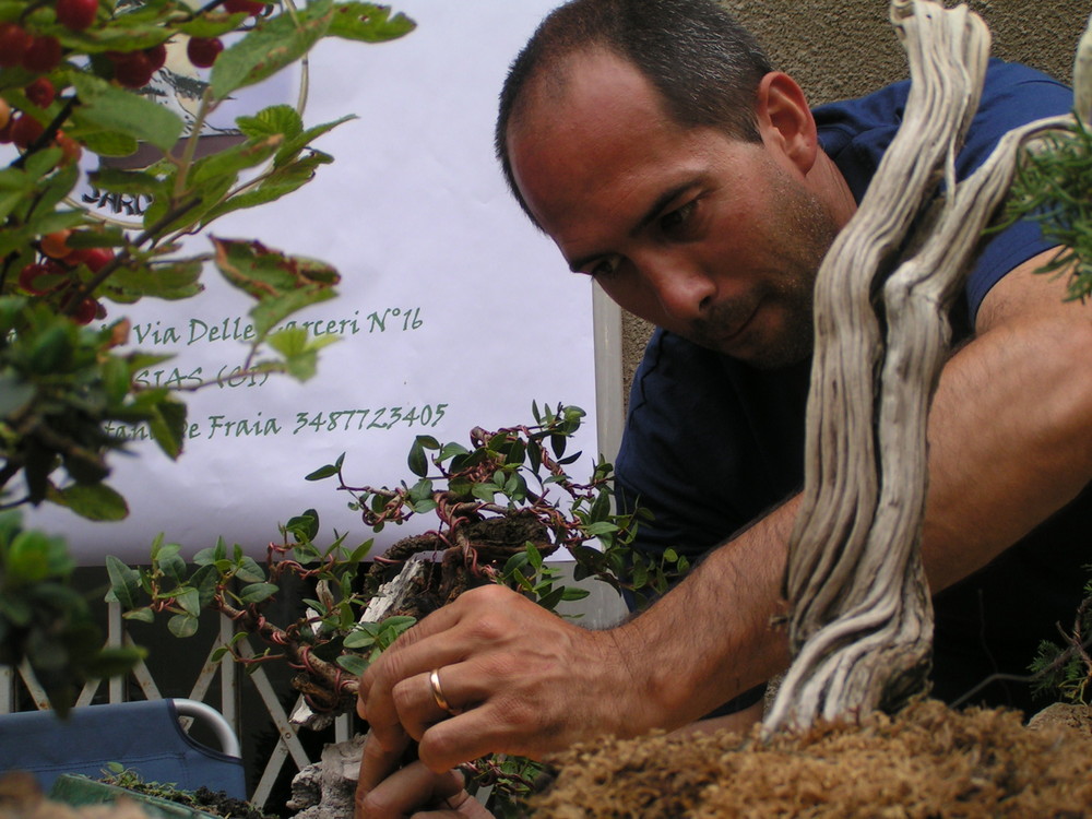 l'arte del bonsai