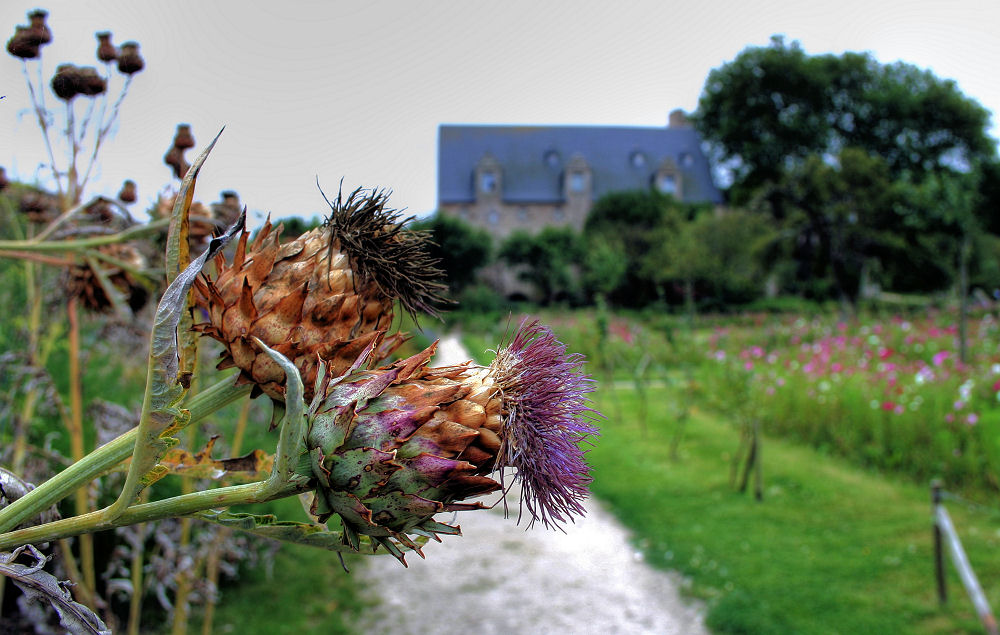 l'artichaut de Beauport