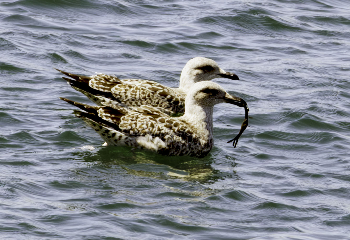 Larus