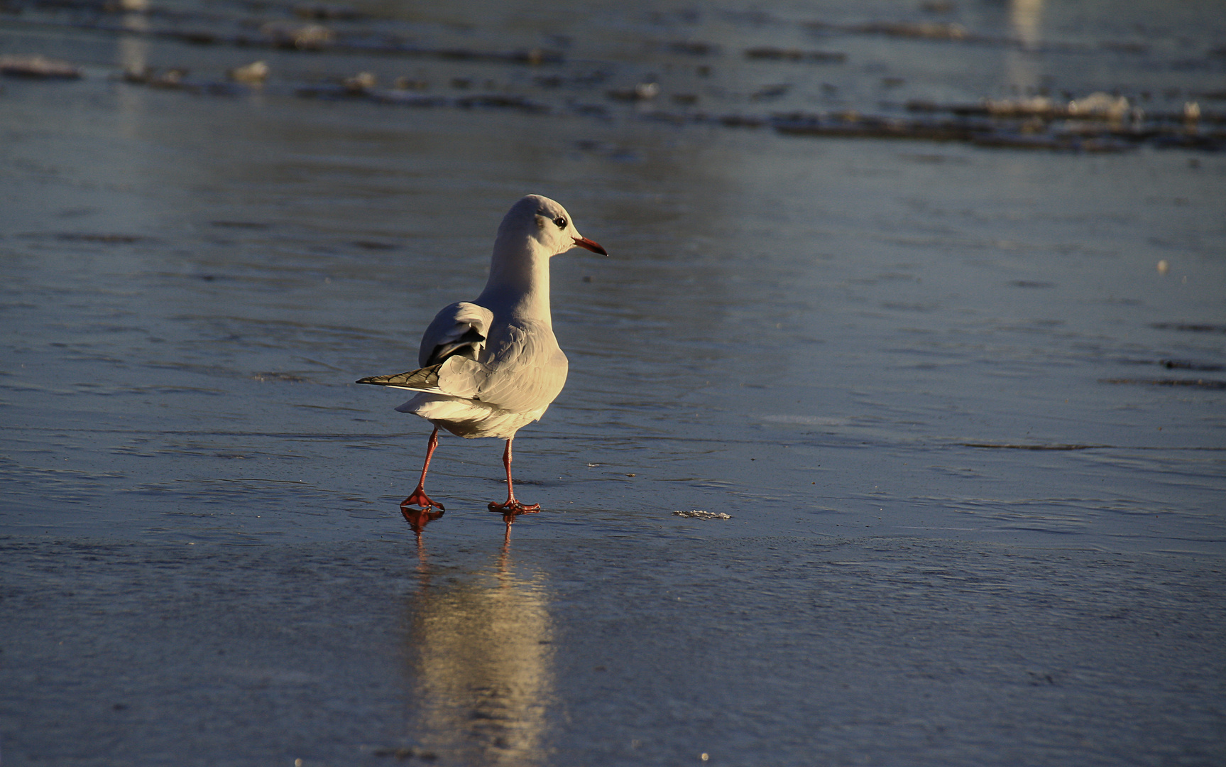 Larus