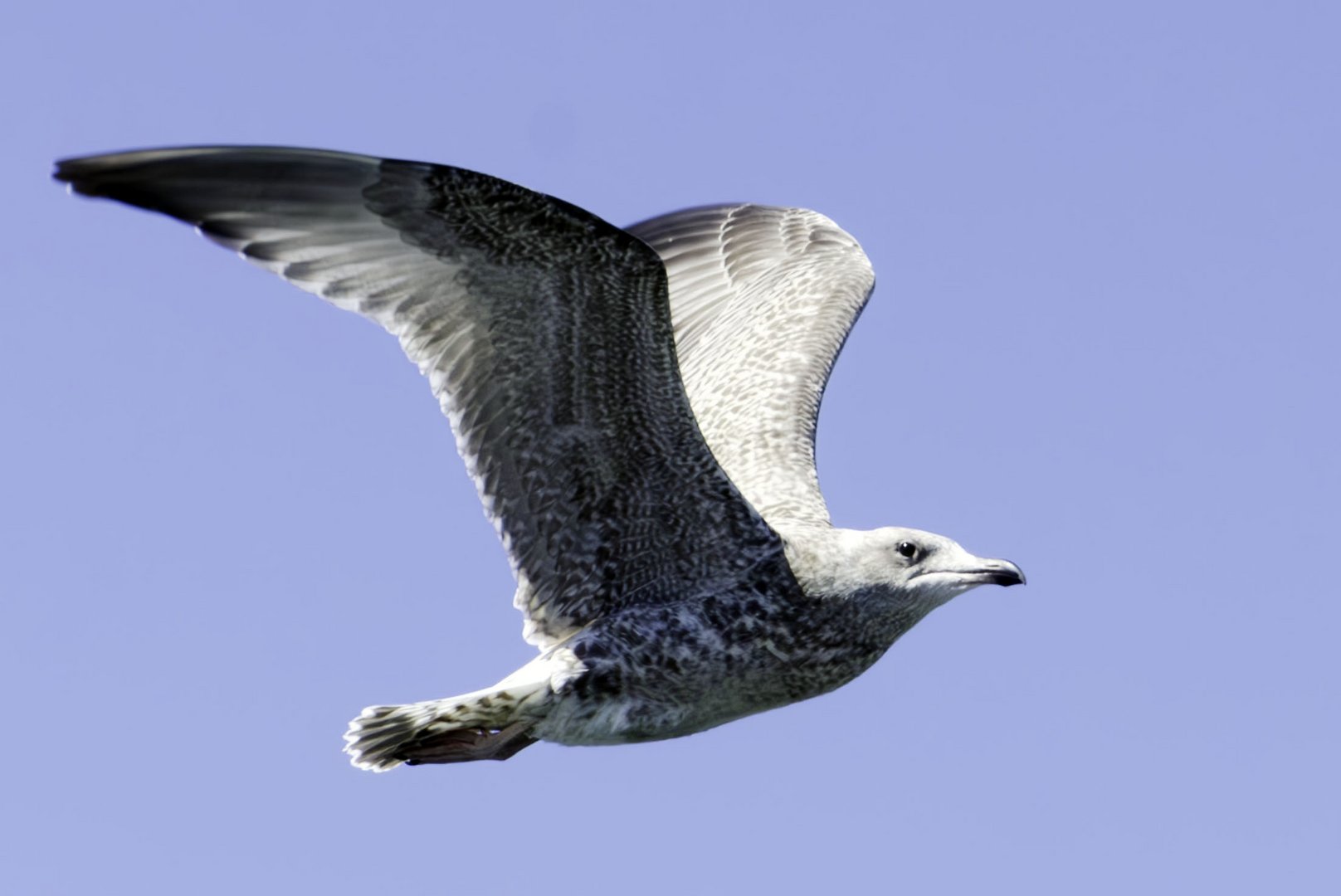 Larus