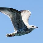 Larus