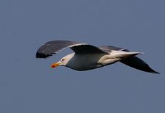 Larus argentatus