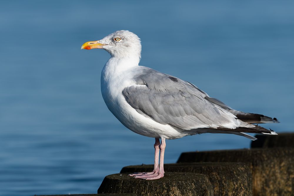 Larus argentatus