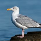 Larus argentatus