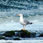 Larus argentatus