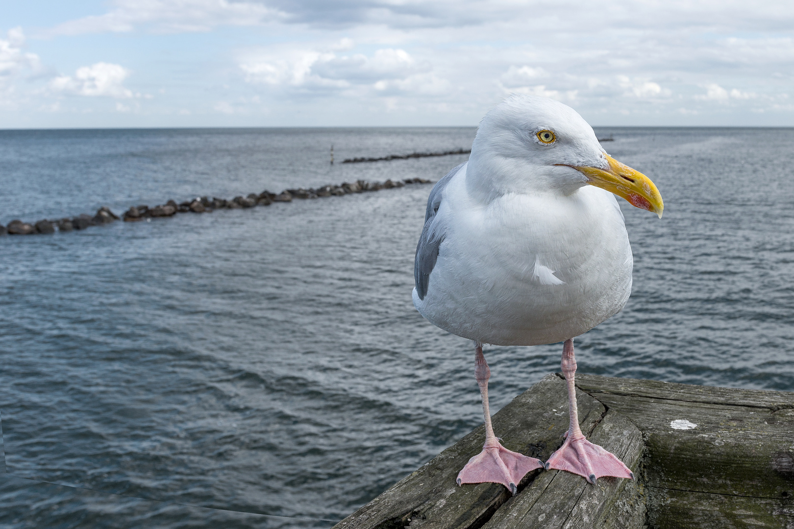 Larus Argentatus