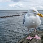 Larus Argentatus