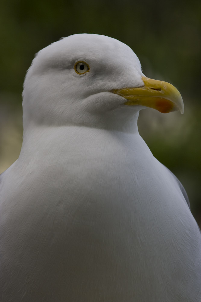 Larus argentatus ( Silbermöwe)