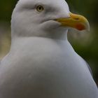 Larus argentatus ( Silbermöwe)