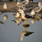 Larus Belcheri