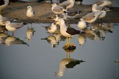 Larus Belcheri