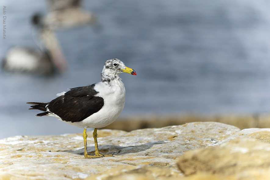 Larus belcheri