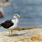 Larus belcheri