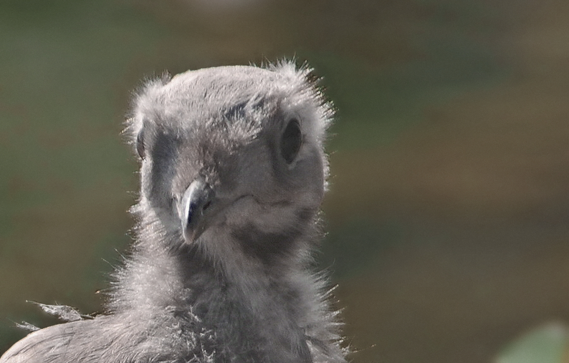 larus canus 