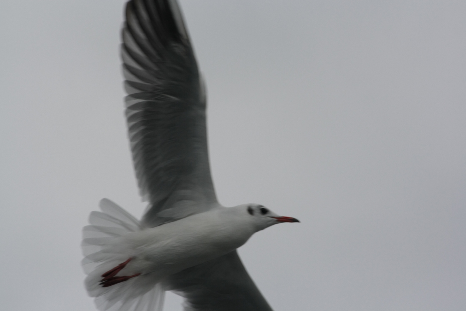 Larus canus 