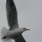 Larus canus 