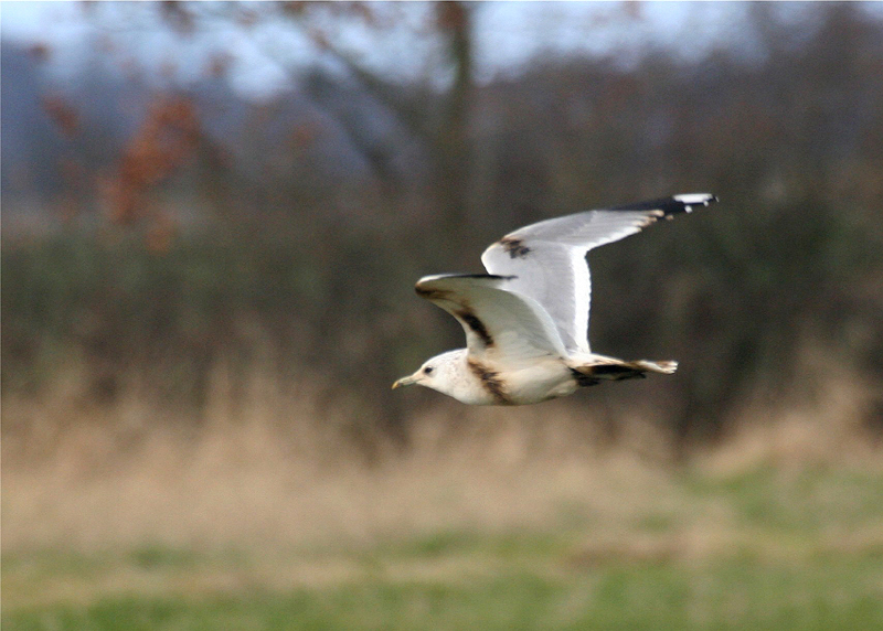 Larus canus oleus