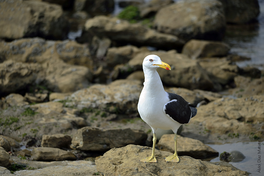 Larus dominicanus